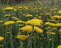 Duizendblad - Achillea 