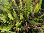 Duizendblad - Achillea filipendulina 'Cloth of Gold'