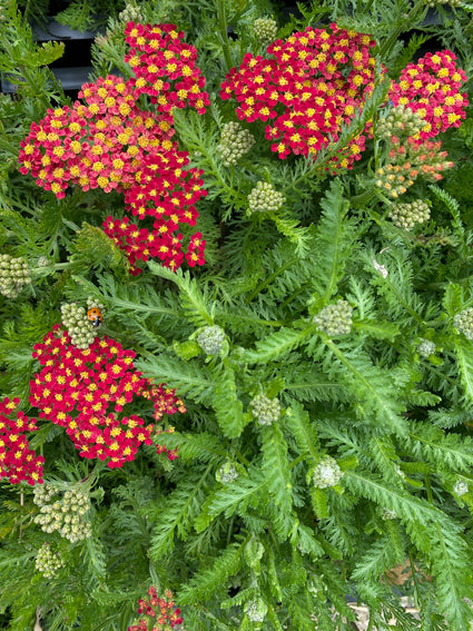 Duizendblad - Achillea millefolium 'Milly Rock Red'