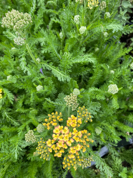 Duizendblad - Achillea millefolium 'Milly Rock Yellow Terracotta