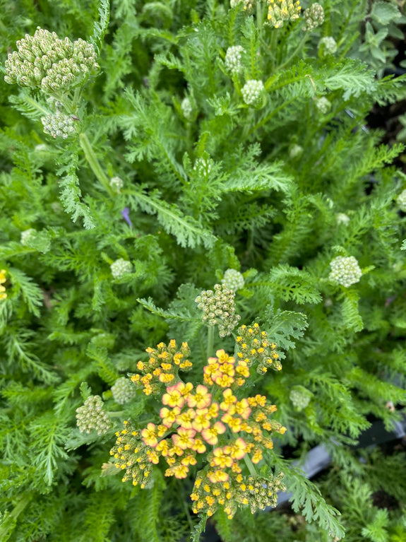 Duizendblad - Achillea millefolium 'Milly Rock Yellow Terracotta