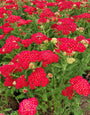 Gewoon duizendblad - Achillea millefolium 'Paprika' 