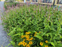 Duizendknoop - Persicaria affinis 'Darjeeling Red'