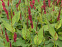 Duizendknoop-Persicaria-amplexicaulis-Blackfield.jpg