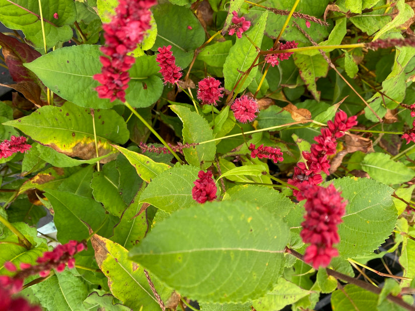 Duizendknoop - Persicaria amplexicaulis 'Blackfield'