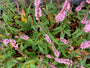 Duizendknoop - Persicaria amplexicaulis 'Pink Elephant'