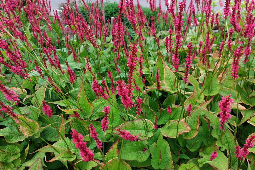 Duizendknoop - Persicaria amplexicaulis 'Speciosa'