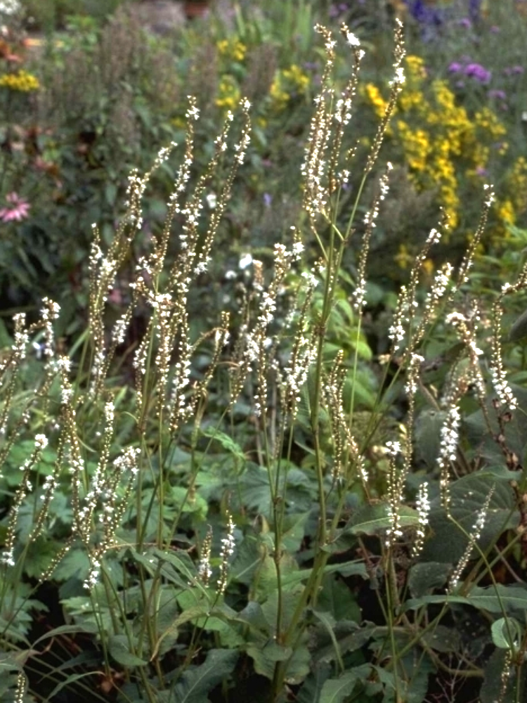 Duizendknoop Persicaria amplexicaulis 'Alba'