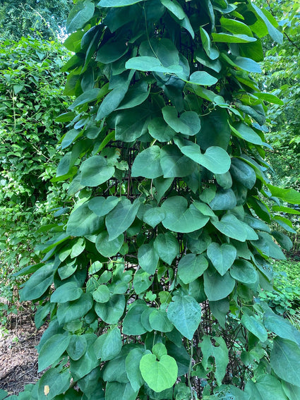 Dutchmans-pipe.jpg