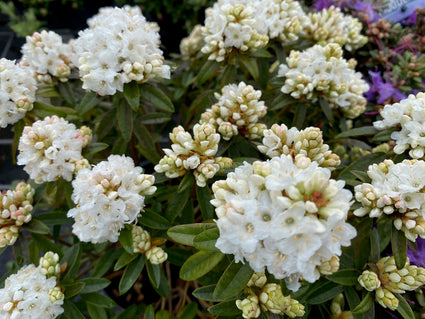 Dwerg rododendron - Rhododendron 'Artic Tern' bloei