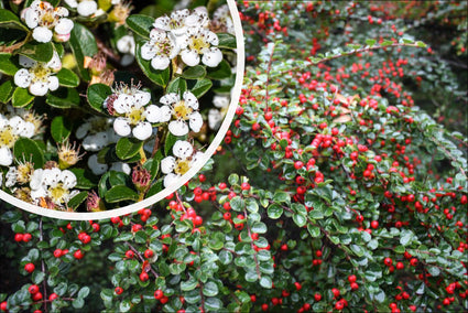 Dwergmispel - Cotoneaster Dammeri