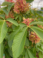 Dwergpaardekastanje - Aesculus pavia 'Koehnei'