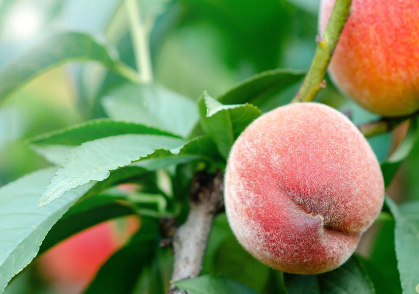 Perzik - Prunus persica 'Pink peachy'