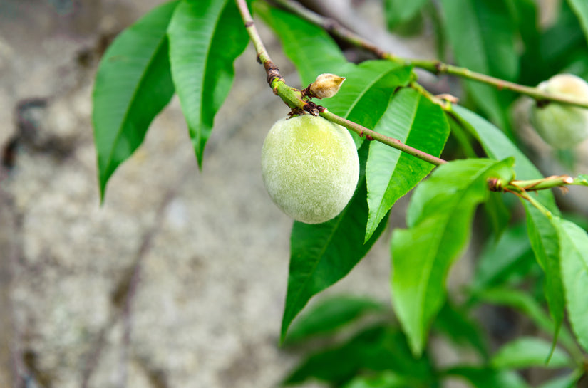 Dwergperzik - Prunus persica 'Amsden'