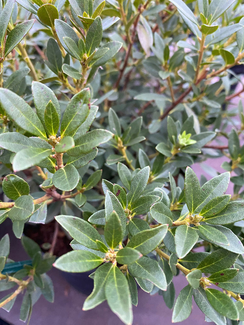 Dwergrhododendron - Rhododendron 'Bloombux'