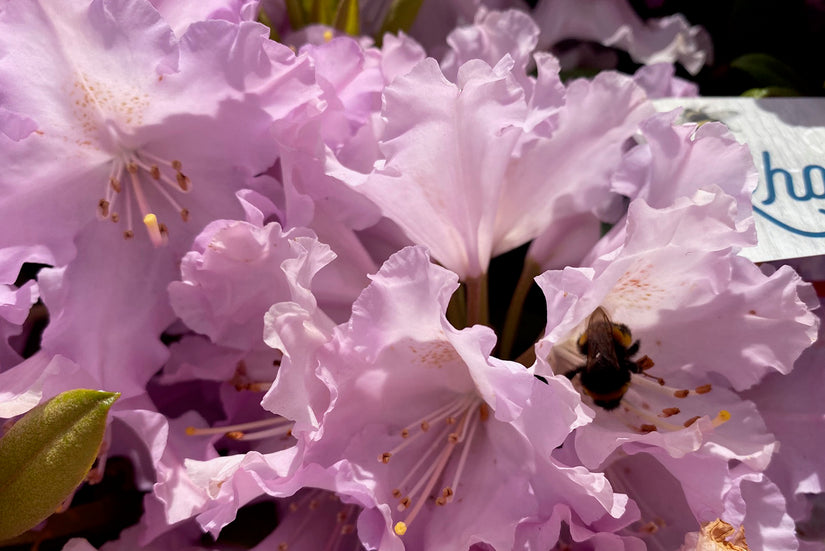 Rhododendron 'Caroline Allbrook'