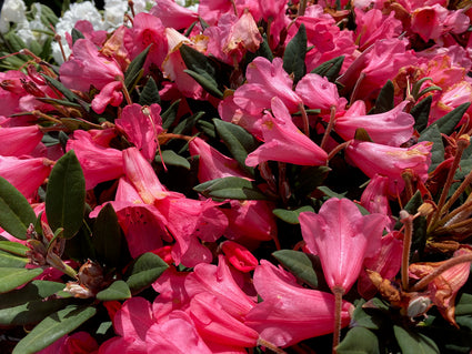 Dwergrododendron - Rhododendron 'Winsome'