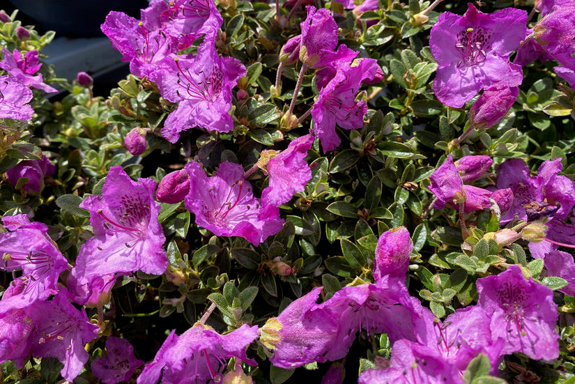 Dwergrododendron - Rhododendron kelecticum