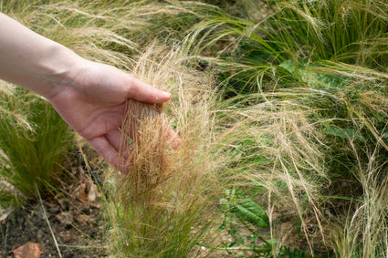 Dwergvedergras - Stipa Capillata - Stipa planten voor kleine tuinen