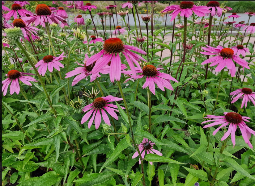 Echinacea - Zonnehoed .jpg