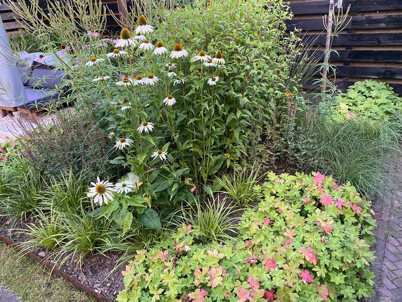 Witte Zonnehoed - Echinacea purpurea 'Alba'