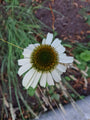 Echinacea alba witte bloeiwijze