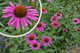 Rode zonnehoed - Echinacea purpurea 'Fatal Attraction'