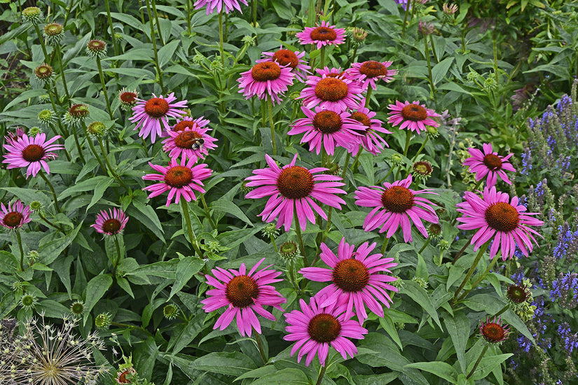 Echinacea purpurea 'Fatal Attraction' in bloei