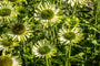 Zonnehoed - Echinacea purpurea 'Green Jewel' in bloei