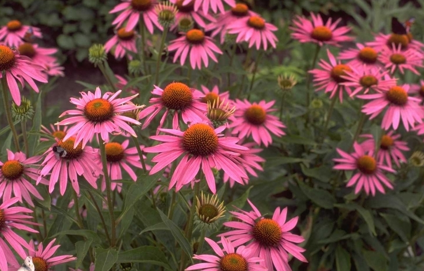 Rode Zonnehoed - Echinacea purpurea