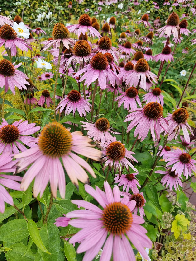 Echinacea uit borderpakket Saar