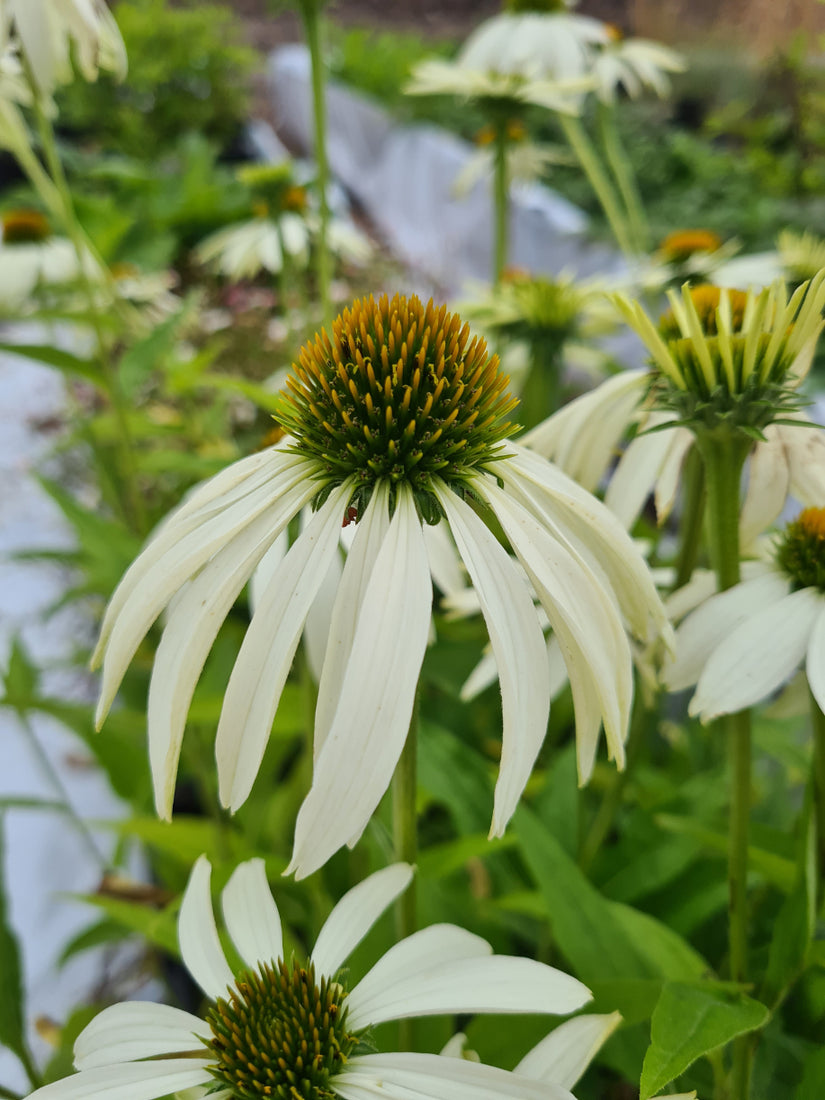 Echinacea tuinplanten