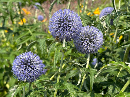 Kogeldistel - Echinops bannaticus 'Blue Globe'