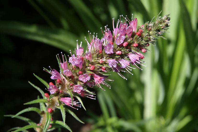 Slangenkruid - Echium russicum bloei