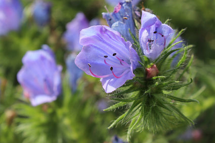 Slangenkruid - Echium vulgare 'Blue Bedder' bloei