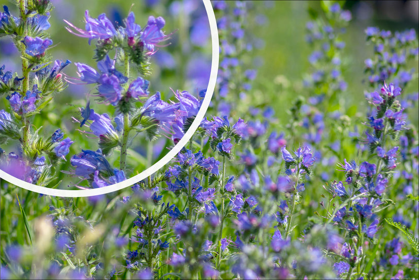 Slangenkruid - Echium vulgare rijke bloeivormen