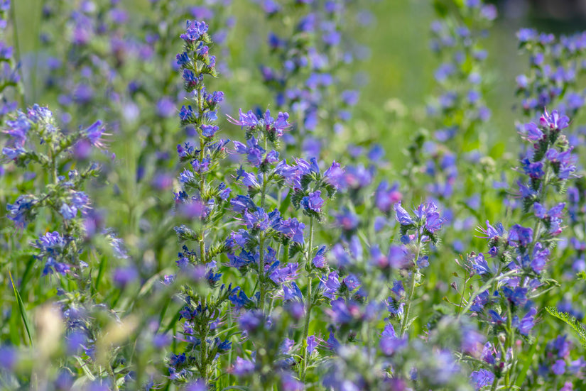 Slangenkruid - Echium vulgare in bloei