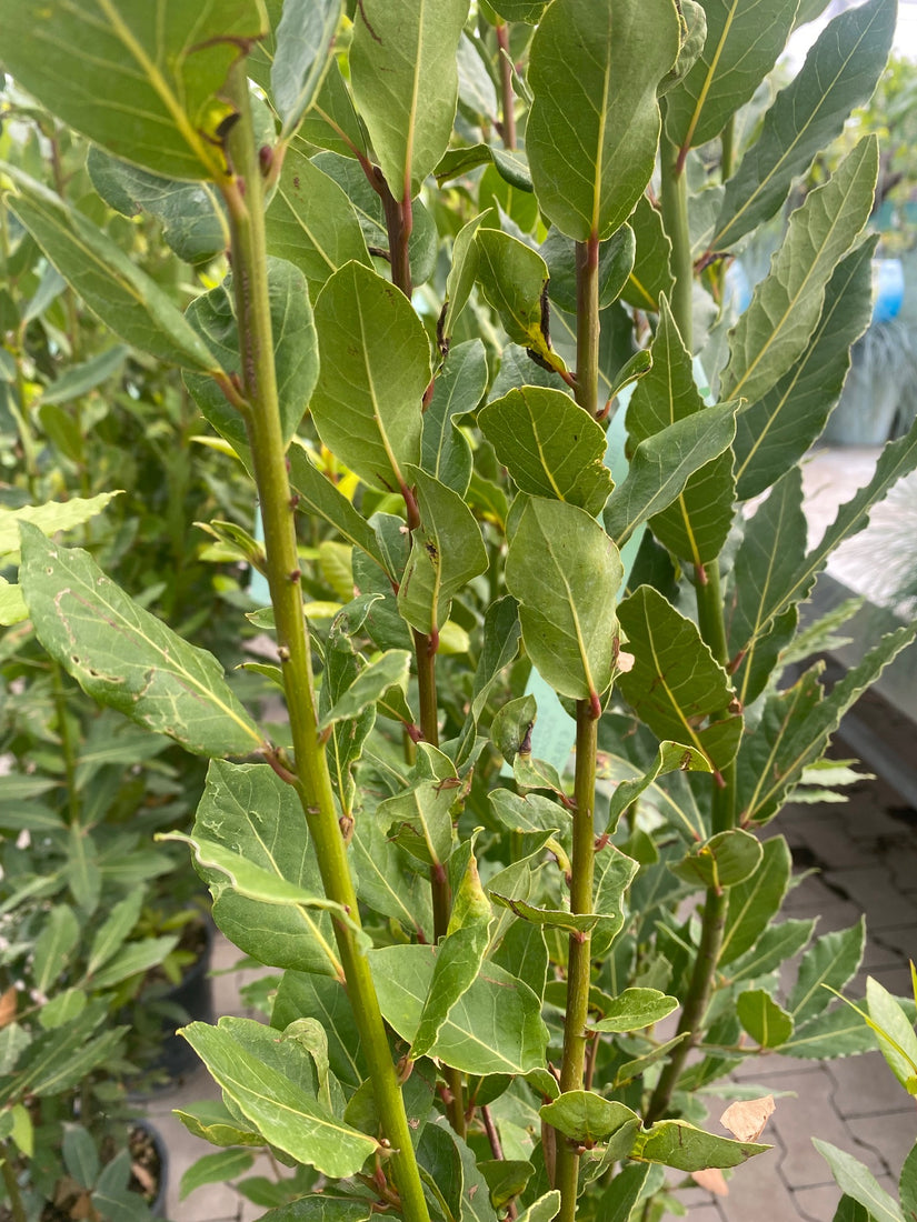 Echte laurier - Wintergroene struik