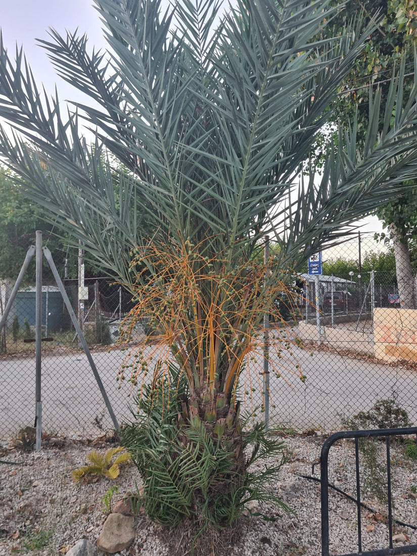 Echte dadelpalm - Phoenix dactylifera