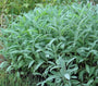 Echte salie - Salvia Officinalis