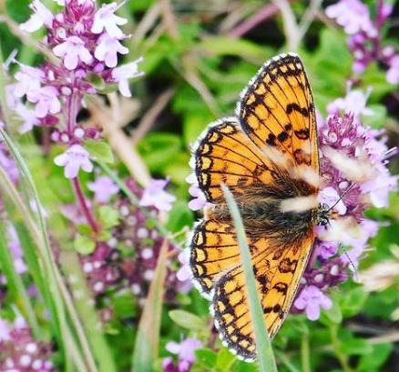 Echte tijm - Thymus vulgaris 'Compactus' bloem en vlinder