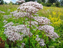 Echte valeriaan - Valeriana officinalis 