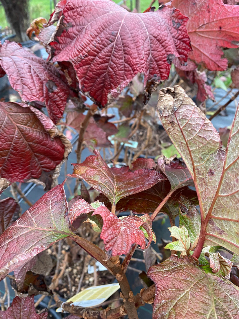 Eikenbladhortensia - Hydrangea quercifolia 'Alice' (foto Herfst)