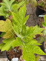 Eikenbladhortensia-Hydrangea-quercifolia-Munchkin.jpg