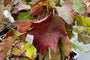 Eikenbladhortensia - Hydrangea quercifolia 'Sike's Dwarf'