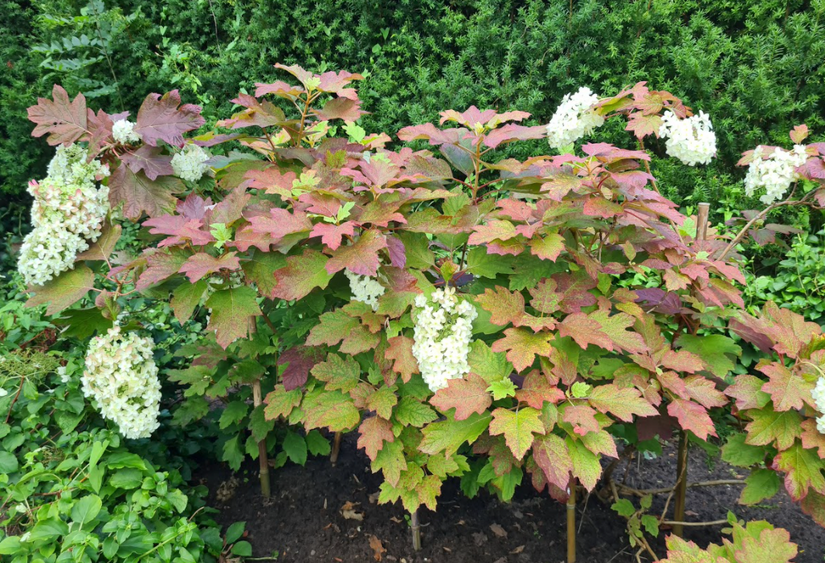 Eikenbladhortensia