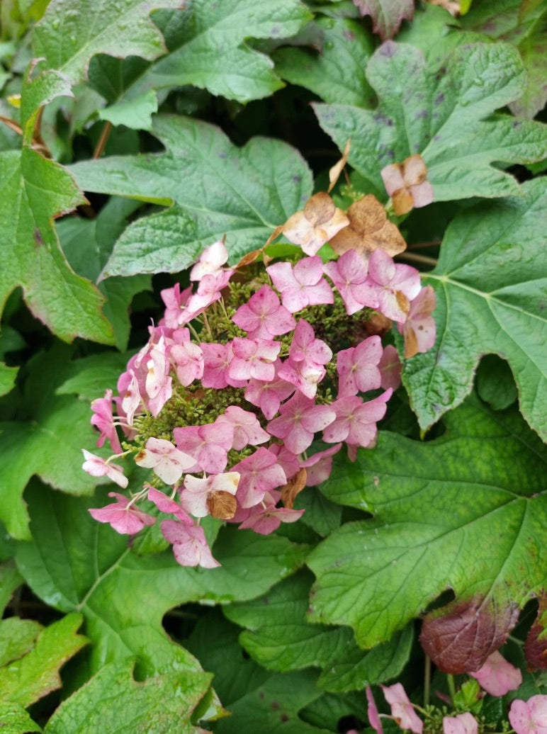 Eikenbladhortensia roze pluim.jpg