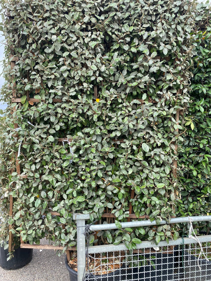 Elaeagnus ebbingei haag (kant en klaar)
