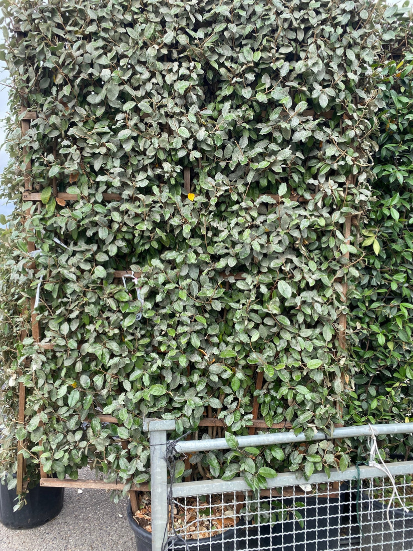 Elaeagnus ebbingei haag (kant en klaar)
