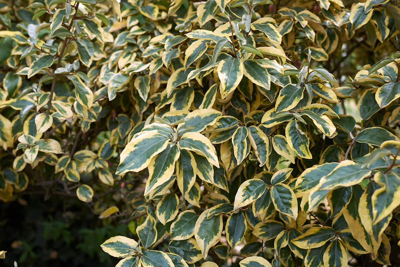 Stekelige olijfwilg - Elaeagnus pungens 'Maculata'